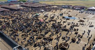 Ağrı Hayvan Borsası'nda Kurban Bayramı yoğunluğu yaşanıyor