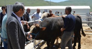 Erzurum'daki hayvan pazarında Kurban Bayramı hareketliliği