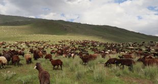 Iğdır'da bol yağışla yeşeren doğa, besicileri göçten ve masraftan kurtardı