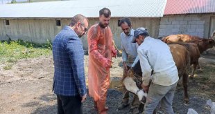 Ağrı'da 97 büyükbaş kurbanlık ihtiyaç sahiplerine ulaştırılacak