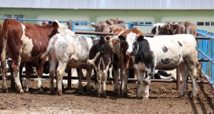 Hayvancılığın merkezlerinden Erzurum'da kurbanlıklar için sıkı tedbirler uygulanıyor