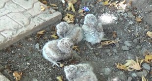 Tunceli'de annelerinin terk ettiği yavru baykuşlar koruma altına alındı