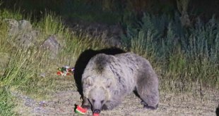 Nemrut'a giden piknikçilere ayı uyarısı
