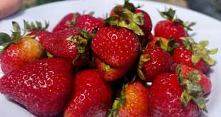 Ağrı'da çilek yetişmez denildi, 1 yılda 200 ton verim alındı