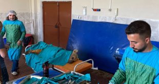 Van'da aracın çarptığı ayı tedaviye alındı