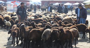 Ağrı'daki hayvan borsasında Kurban Bayramı hareketliliği yaşanıyor
