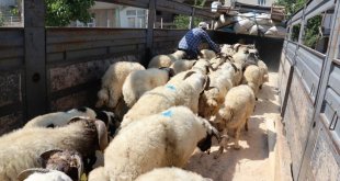 Van'da 58 bin kurbanlık hayvan sevk edilmeye hazır