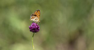 Tunceli'de tabiatın yeşermesiyle kelebek türleri de ortaya çıktı