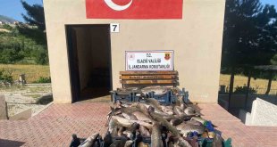 Elazığ'da 6,5 ton kaçak avlanmış balık ele geçirildi