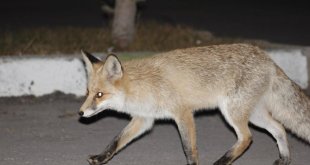Kediyle tilkinin yemek mücadelesi yüzlerde tebessüm oluşturdu