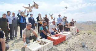 Tunceli'de doğaya 600 keklik salındı