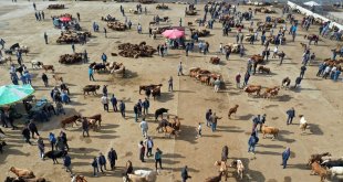 Doğu Anadolu'daki 4 ilden diğer illere 155 bini aşkın kurban sevk edilecek