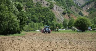 Asırlık ata tohumuyla Yedisu horoz kuru fasulyesinin ekimine başlandı