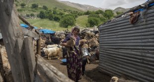 Öksüz kalan yaban keçileri 'Munzur' ve 'Dersim' besici aileye emanet