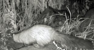 Aras Nehri çevresindeki memeli türleri gece görüşlü kameralarla kayıt altına alınıyor