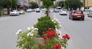 Muş Belediyesi cadde ve parkları çiçeklerle renklendiriyor