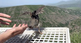 Ardahan'da 600 kınalı keklik doğaya bırakıldı