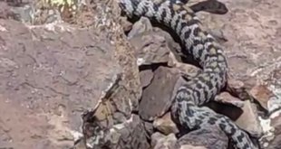 Ağrı'da zehirli yılan türlerinden Wagner engereği görüntülendi