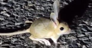 Dünyada kırmızı listede bulunan Arap tavşanı Tunceli'de görüntülendi
