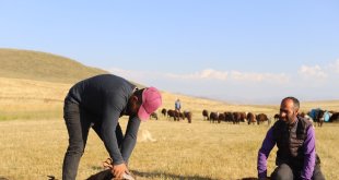Ağrı'da koyun kırkma mesaisi başladı