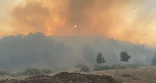 Bingöl'de iki köyde çıkan orman yangını söndürüldü