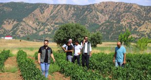 Bingöl'de sebze fideleri ile silajlık mısırlar denetlendi