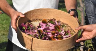 Van'da tıbbi ve aromatik bitkilerin hasadı yapıldı