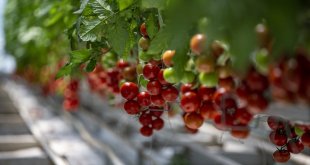 Jeotermal kaynakla üretilen domatesler Türkiye'nin dört bir yanına pazarlanıyor