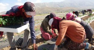 Van'da mevsimlik tarım işçileri bunaltıcı sıcaklara rağmen tarlalarda çalışmayı sürdürüyor