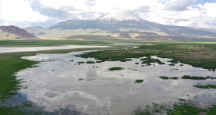 Ağrı'daki sazlıklar kuş türlerine ev sahipliği yapmaya devam ediyor