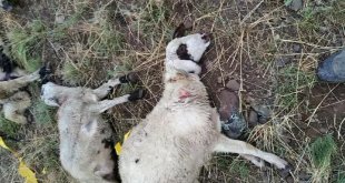 Ağrı'da yıldırım düşmesi sonucu bir çoban yaralandı, 30 koyun telef oldu
