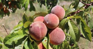 Ağrı Dağı eteklerindeki meyve bahçesi ilgi odağı oluyor