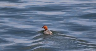 Kırmızı listedeki 4 kuş türü Ağrı'daki Balık Gölü'nde görüldü