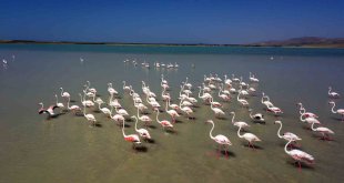 Arin Gölü'nün renkli misafirleri