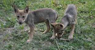 Yaban hayvanları Kars'ta şifa buluyor