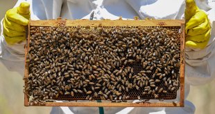 Van'da üreticiler verilen desteklerle bal üretimini artırıyor