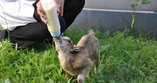 Kars'ta yavru yaban keçisi biberonla besleniyor