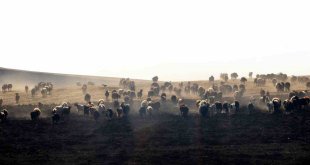 DAP'ın reçetesinin başında hayvancılık var