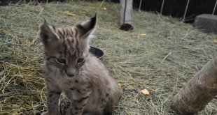 Kars'ta yavru vaşak bakım merkezinin sembolü oldu