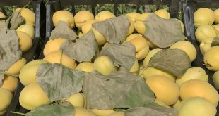 Iğdır'ın coğrafi işaretli "şalak" kayısısında üretim 45 bin tona ulaştı