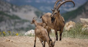 Kaçak avcılığa karşı korunan yaban keçileri Tunceli dağlarında güvenle yaşıyor