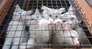 Van kedisi yavrularının sayısının artırılmasında hedef bir önceki yılın üzerine çıkmak