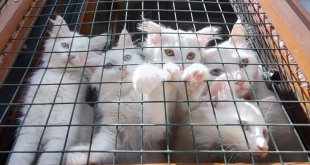 Van kedisi yavrularının sayısının artırılmasında hedef bir önceki yılın üzerine çıkmak