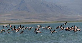 Flamingolar kuraklığa rağmen Erçek Gölü'nde