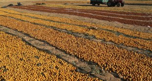 Malatya'da kayısı hasat günü etkinliği yapıldı