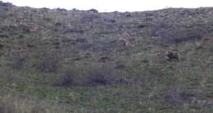 Munzur Dağlarında dağ keçileri ve peşlerinde ki ayılar görüntülendi