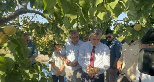 Malatya'da kayısı hasadı sürüyor, hedef 750 milyon dolarlık ihracat