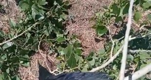 Mahsur kaldığı ağaçtan kurtarıldı, kana kana su içti