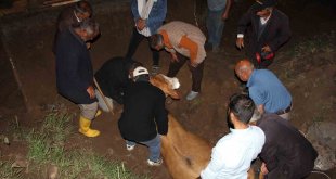Iğdır'da 200 metrelik uçurumdan vadiye düşen inek kurtarıldı