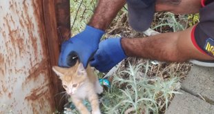 Bingöl'de tellere sıkışan yavru kedi kurtarıldı